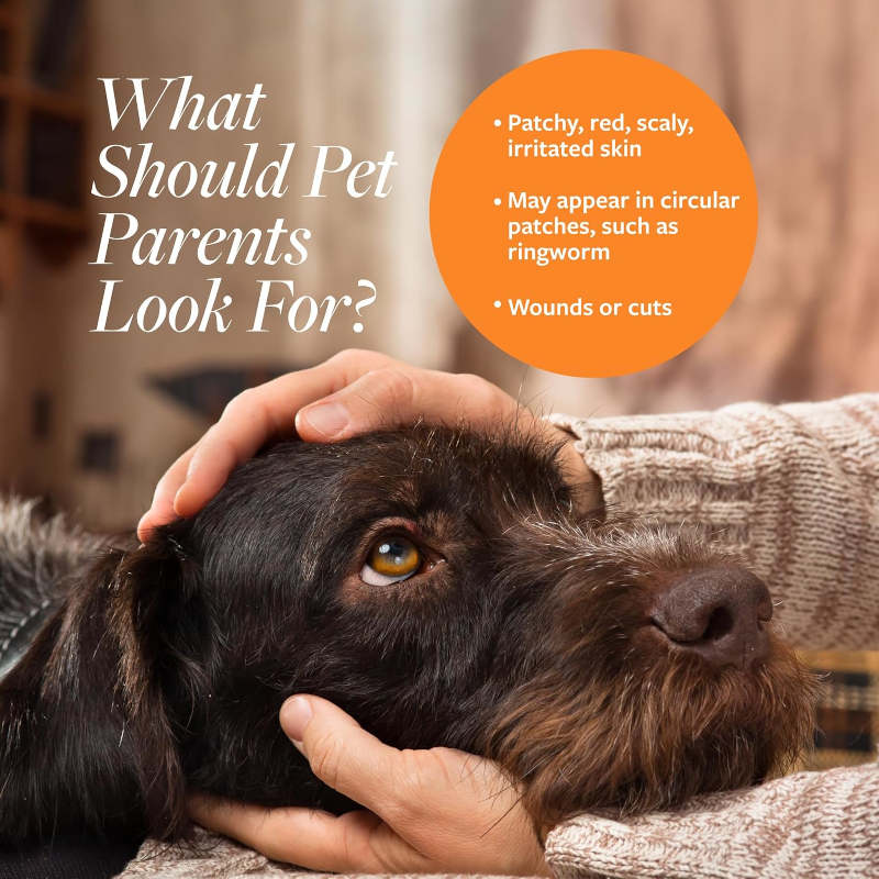 Veterinary Formula Clinical Care Antiseptic & Antifungal Shampoo Informational graphic titled “What Should Pet Parents Look For?” shows a person gently comforting a dog, with an orange callout listing patchy, red, scaly or irritated skin, circular patches such as ringworm, and wounds or cuts. The tone is caring and informative.