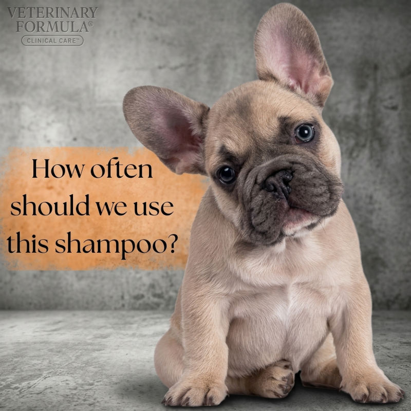 A French bulldog puppy sits against a textured gray wall and floor, with an orange text box reading 'How often should we use this shampoo?' and the Veterinary Formula Clinical Care logo in the top left.