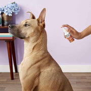 Zymox UK Topical Spray with Hydrocortisone 1.0%