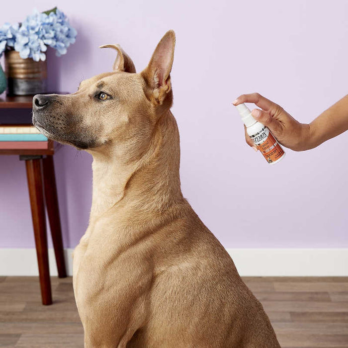 Zymox  Topical Spray with Hydrocortisone 1.0% dog in veterinary surgery being sprayed with product